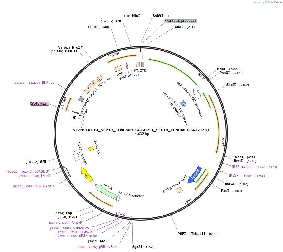 180360-plasmid-map-sequence-id-357944