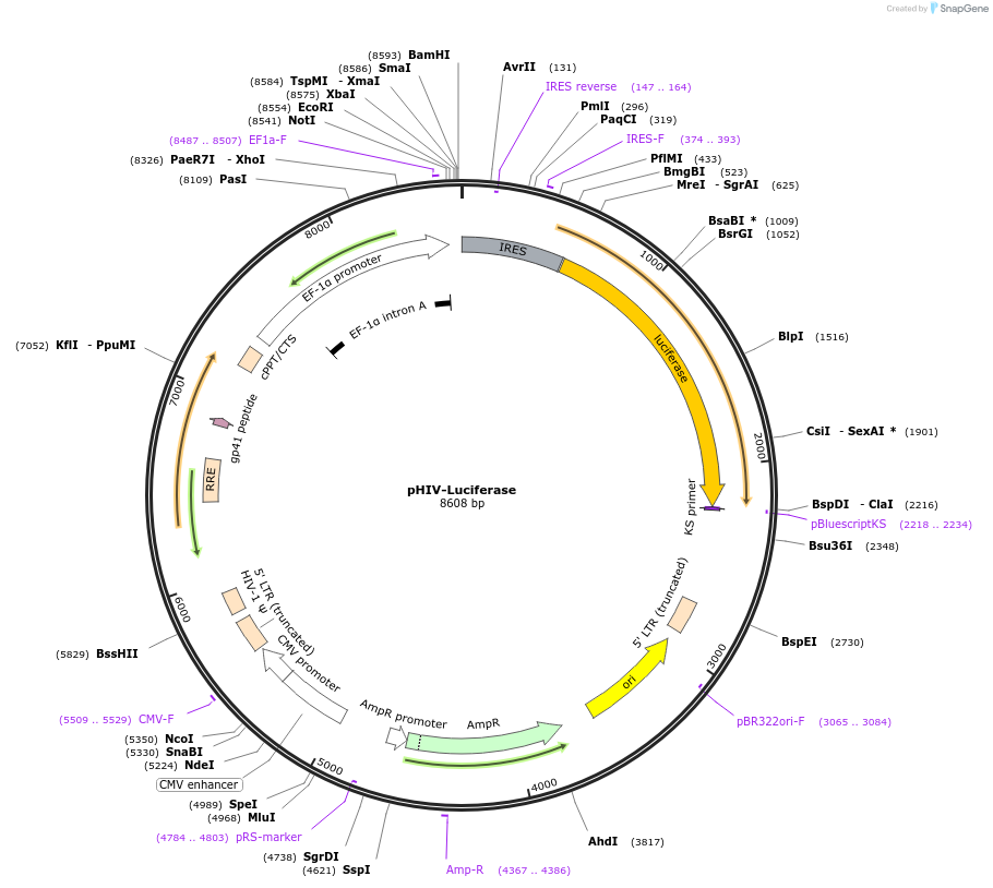 21375-plasmid-map-sequence-id-357945