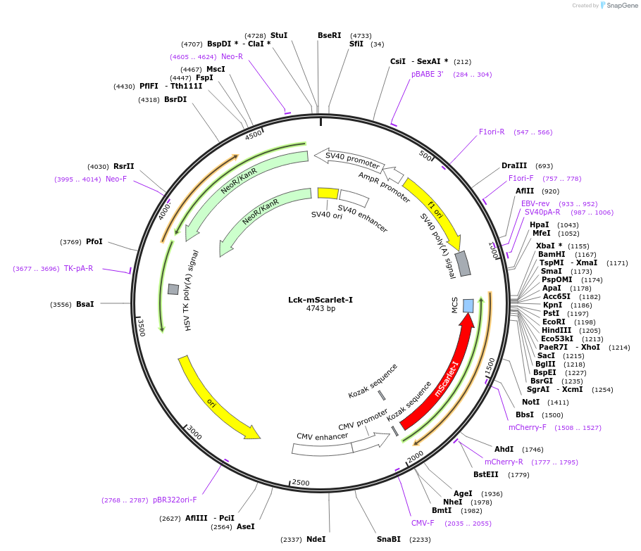 98821-plasmid-map-sequence-id-358010