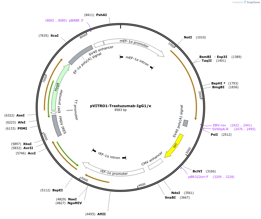 61883-plasmid-map-sequence-id-358014