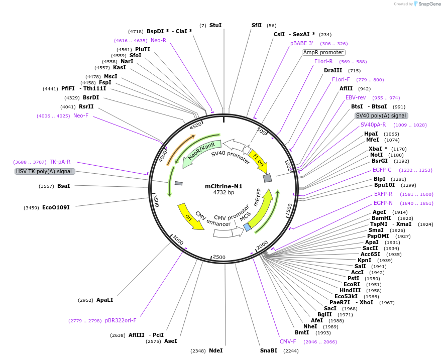 54594-plasmid-map-sequence-id-358017