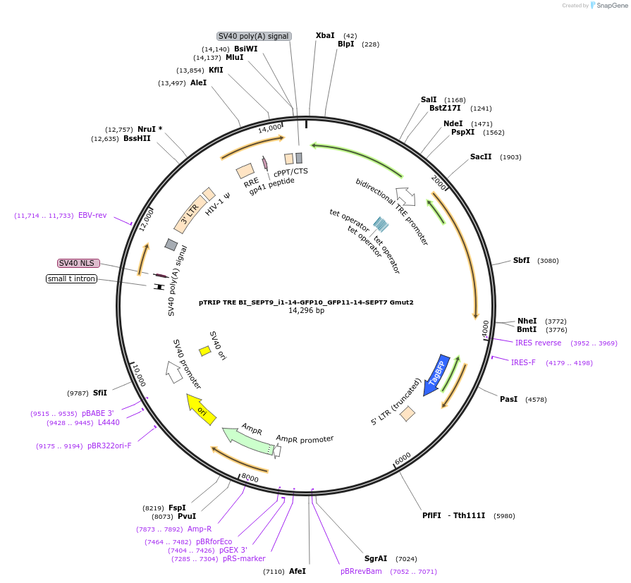 180359-plasmid-map-sequence-id-358019