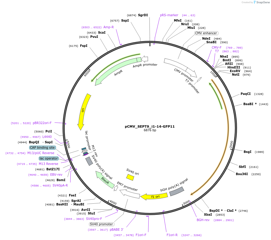 180344-plasmid-map-sequence-id-358024