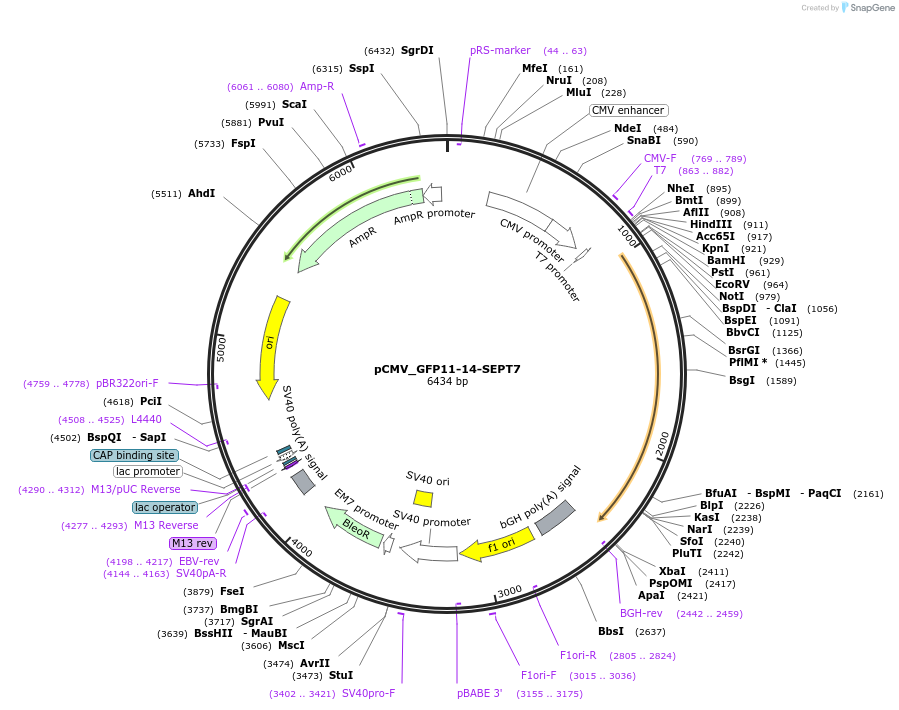 180342-plasmid-map-sequence-id-358026