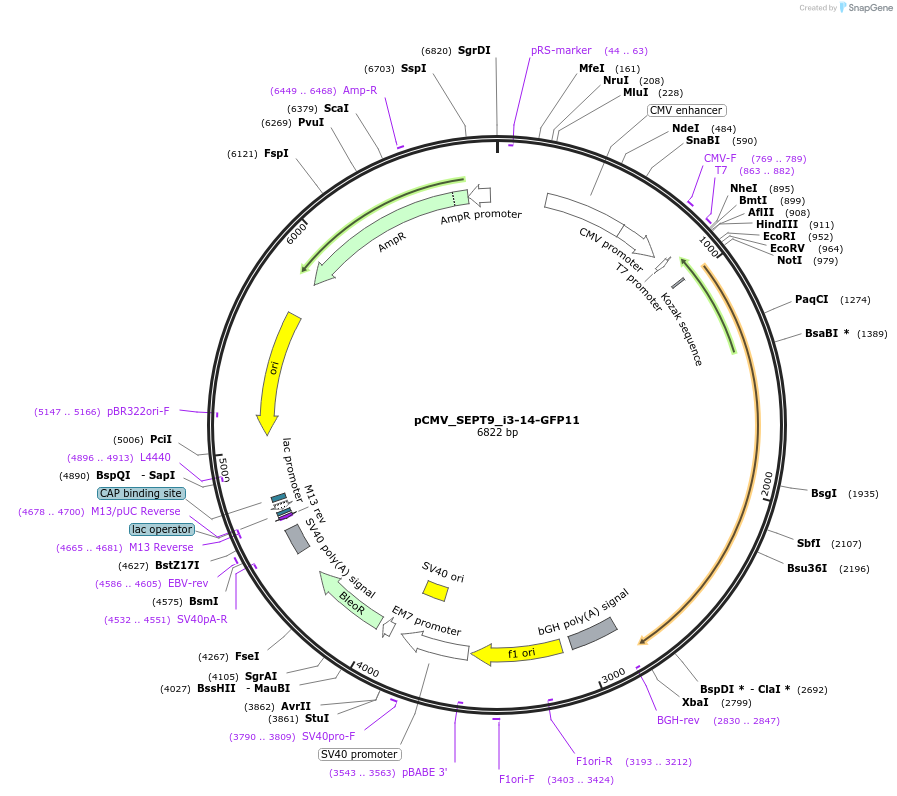 180346-plasmid-map-sequence-id-358027