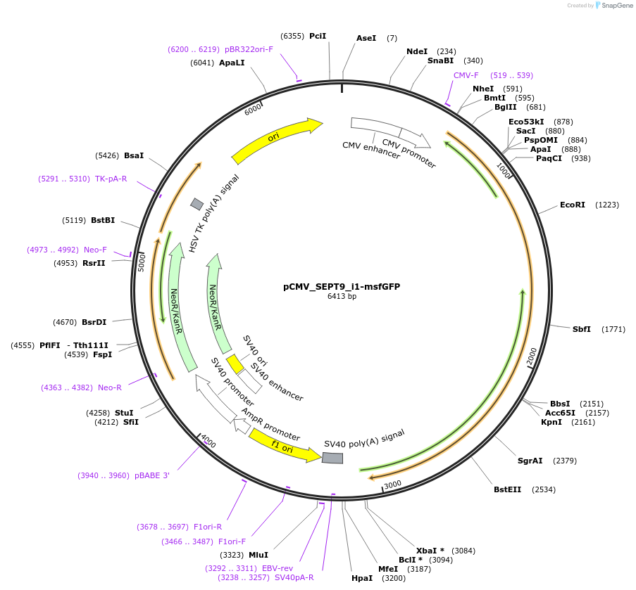 180328-plasmid-map-sequence-id-358031