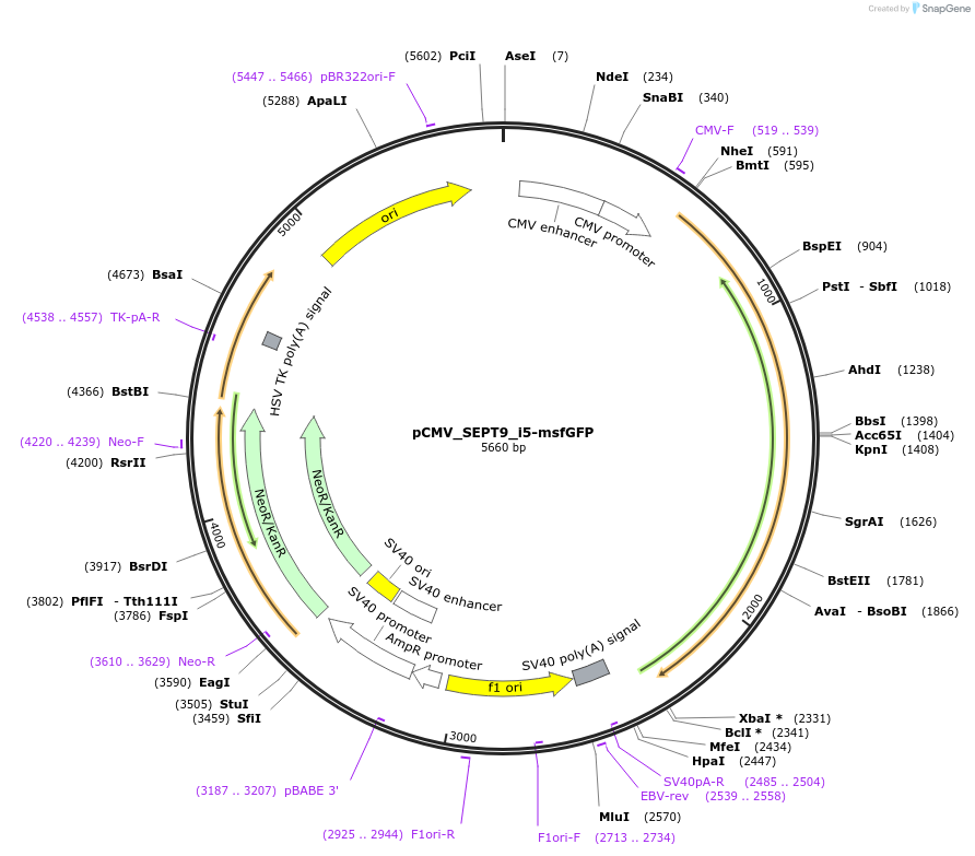 180327-plasmid-map-sequence-id-358032