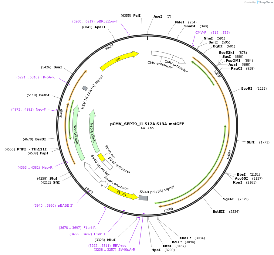 180337-plasmid-map-sequence-id-358035