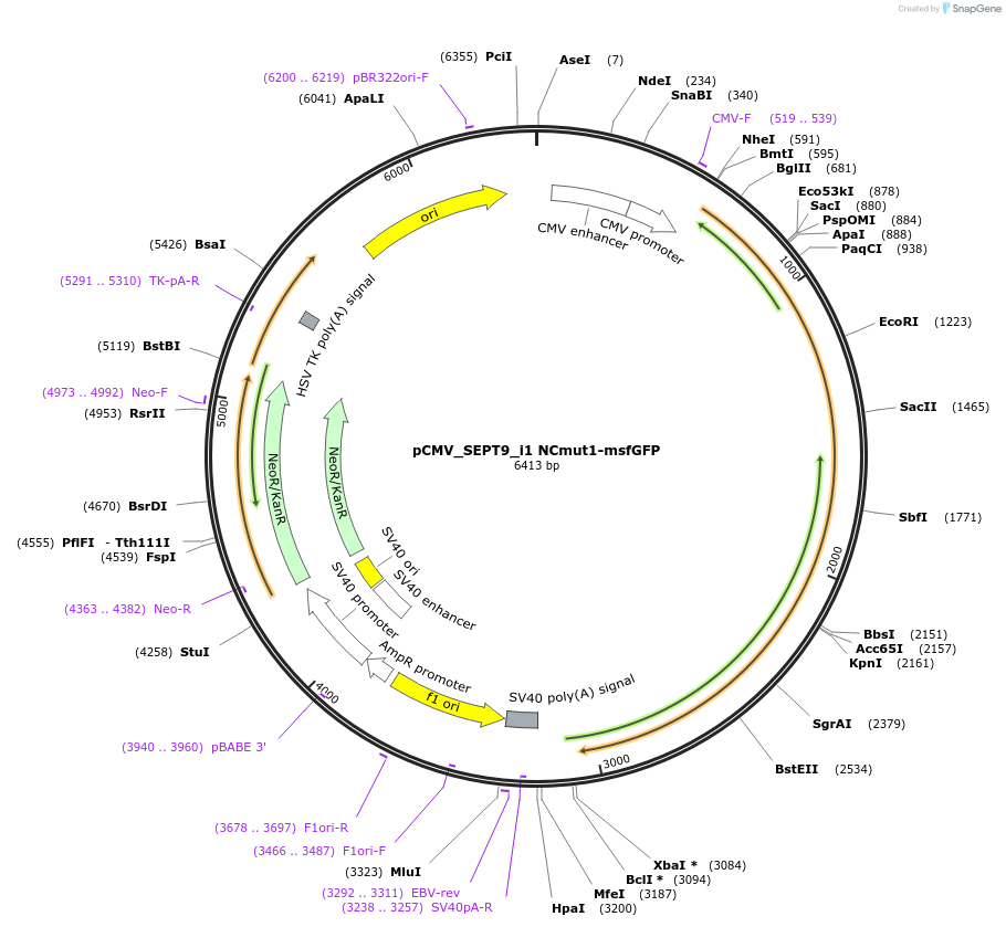 180329-plasmid-map-sequence-id-358036