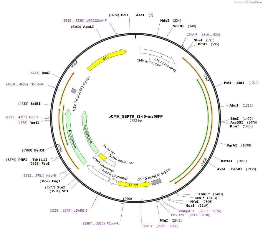 180332-plasmid-map-sequence-id-358037