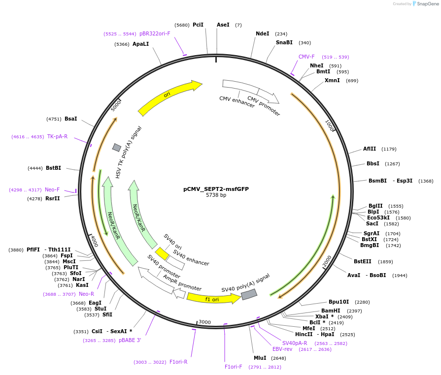 180318-plasmid-map-sequence-id-358052