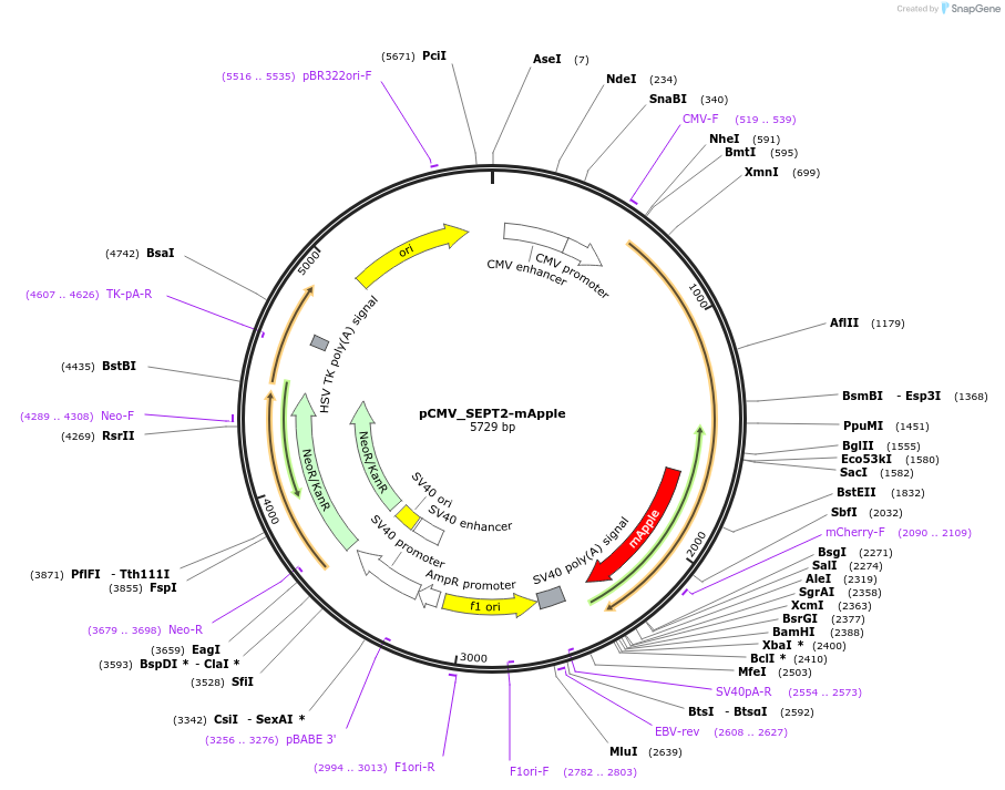 180319-plasmid-map-sequence-id-358054