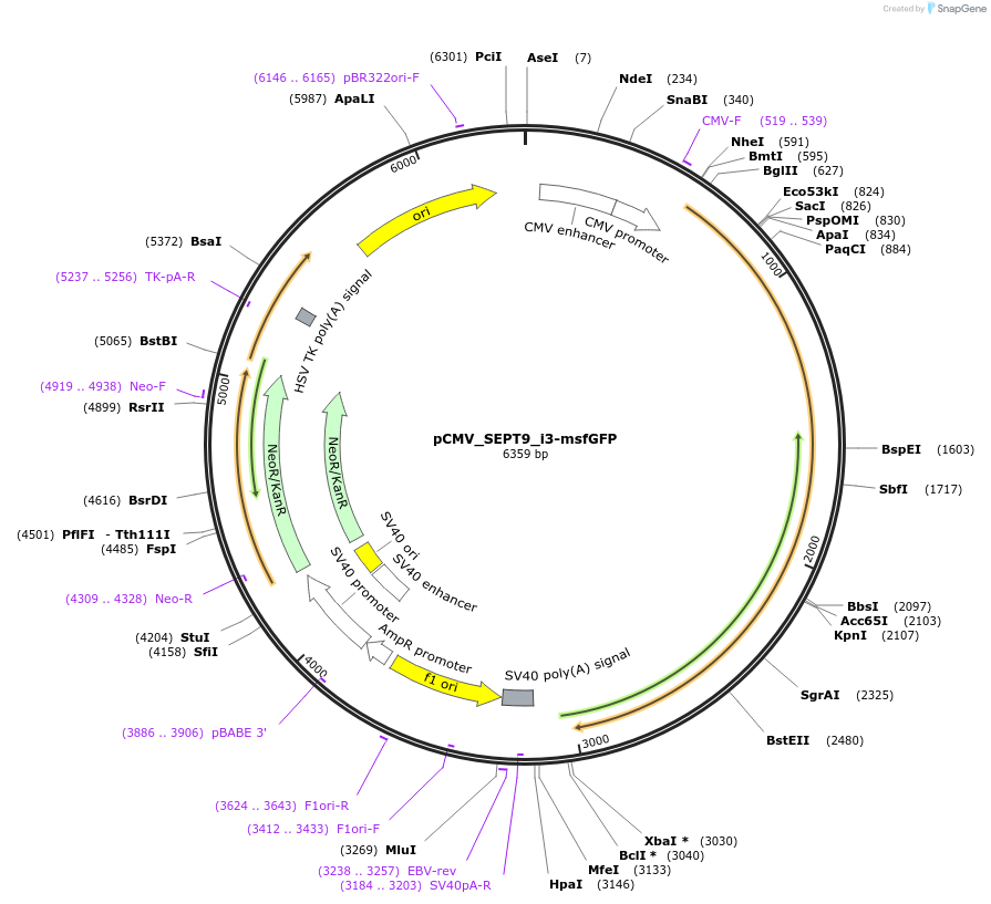 180322-plasmid-map-sequence-id-358056