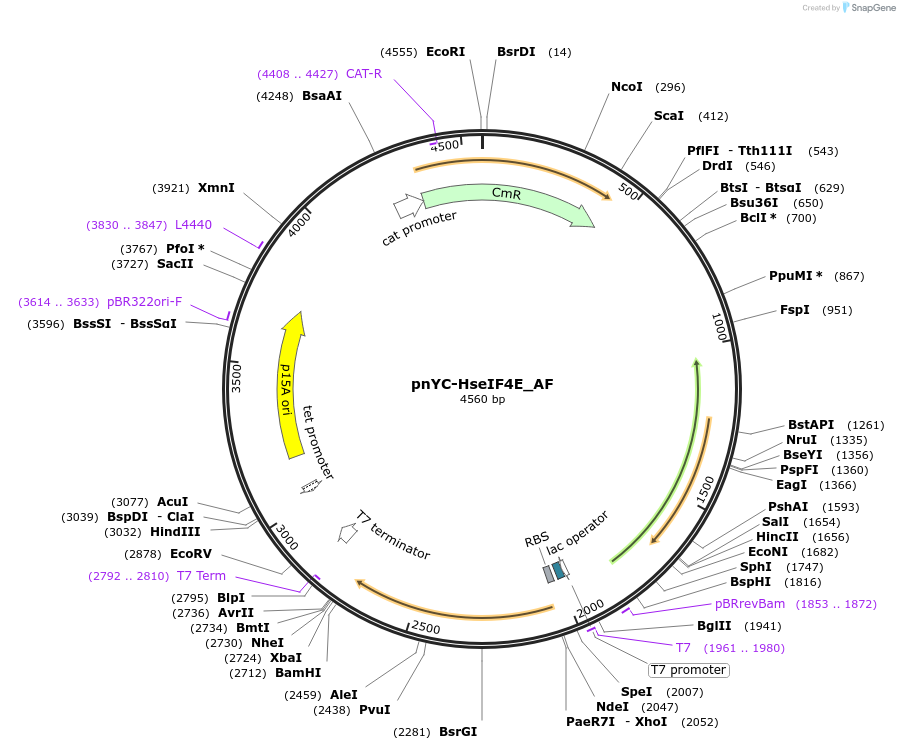 148669-plasmid-map-sequence-id-358057