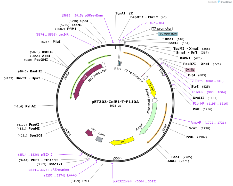 180237-plasmid-map-sequence-id-358060