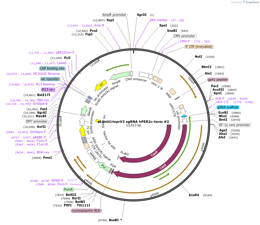 179455-plasmid-map-sequence-id-358063