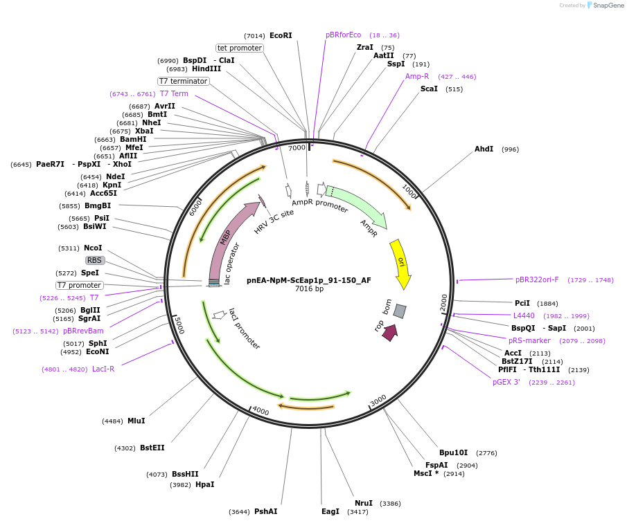 148710-plasmid-map-sequence-id-358065