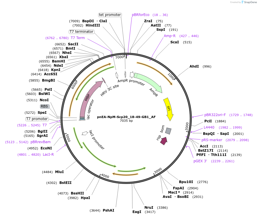 148720-plasmid-map-sequence-id-358068