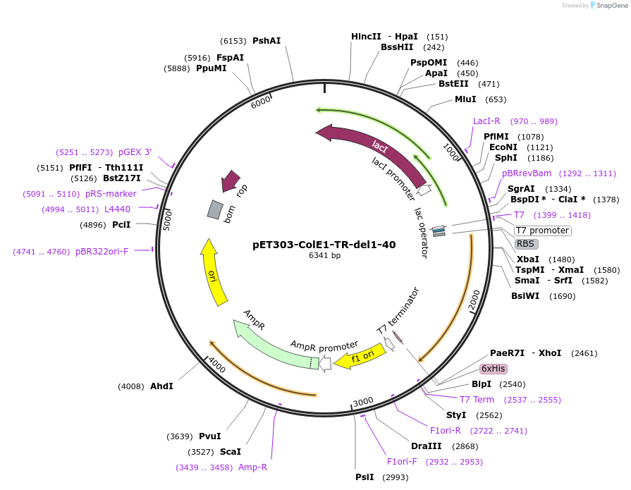 180236-plasmid-map-sequence-id-358069