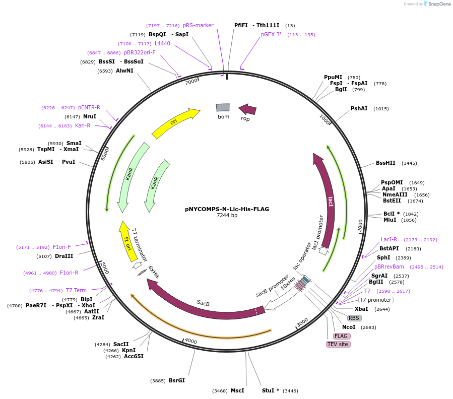 182506-plasmid-map-sequence-id-358073