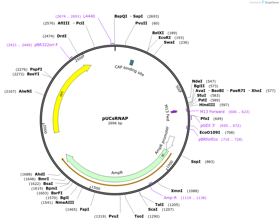 182746-plasmid-map-sequence-id-358079
