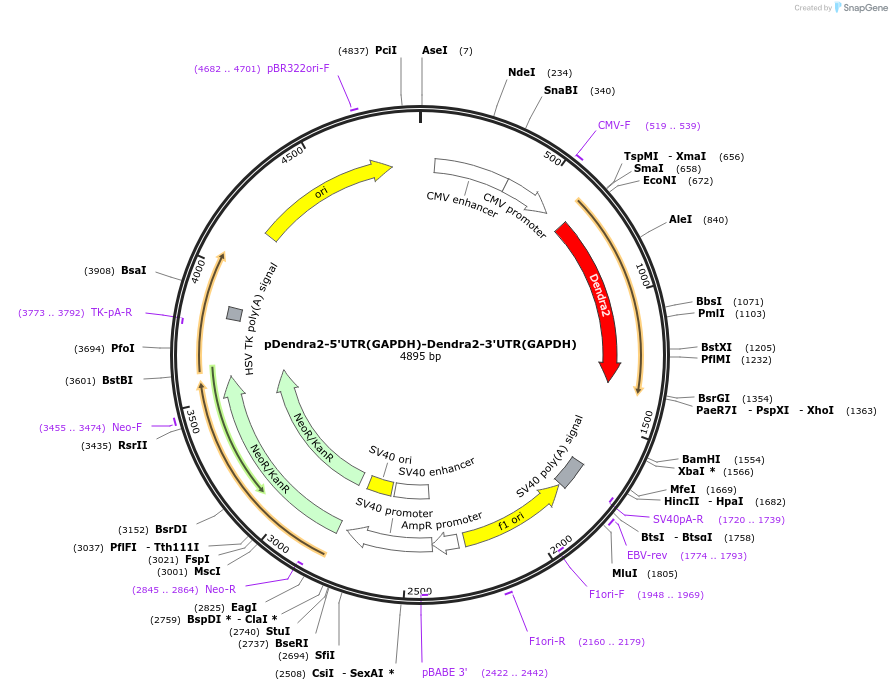 182368-plasmid-map-sequence-id-358080