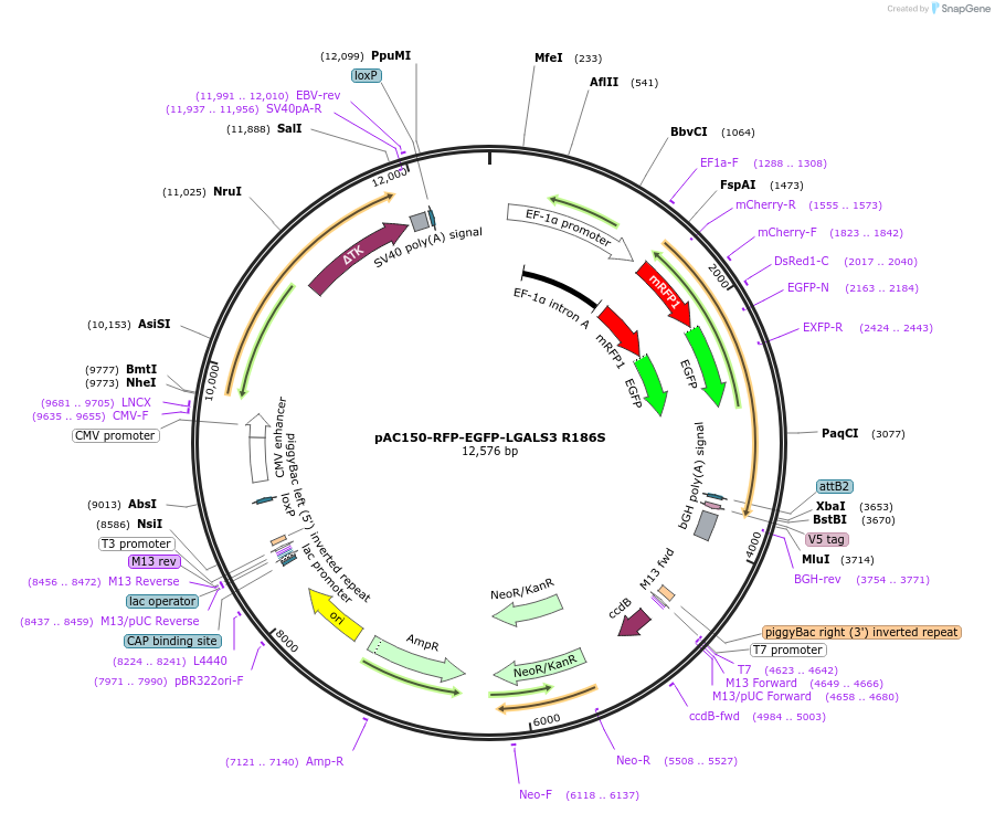 175779-plasmid-map-sequence-id-358081