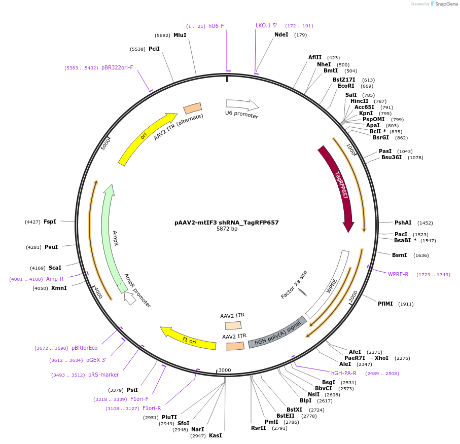 182367-plasmid-map-sequence-id-358082