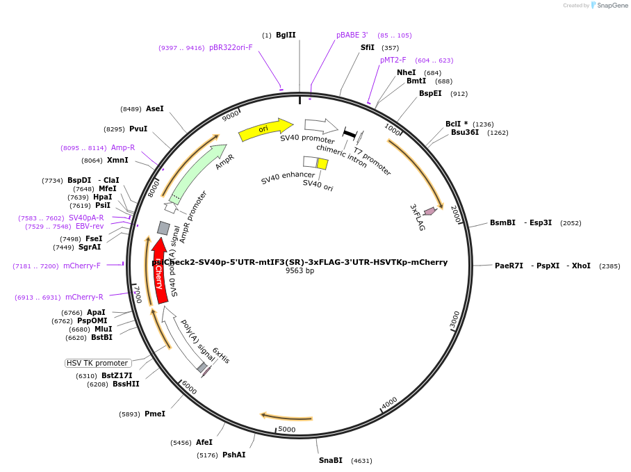 182379-plasmid-map-sequence-id-358084
