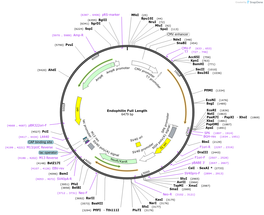 47403-plasmid-map-sequence-id-358086