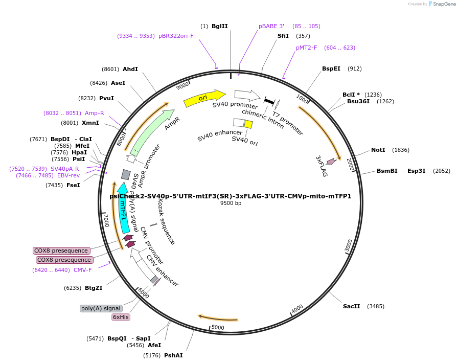 182378-plasmid-map-sequence-id-358087