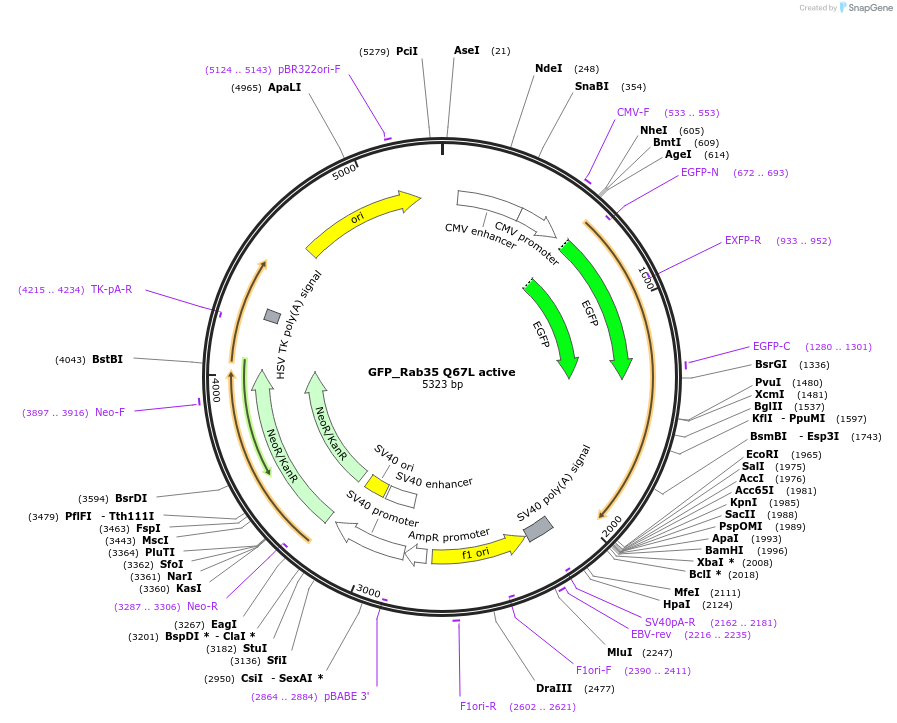 47425-plasmid-map-sequence-id-358088
