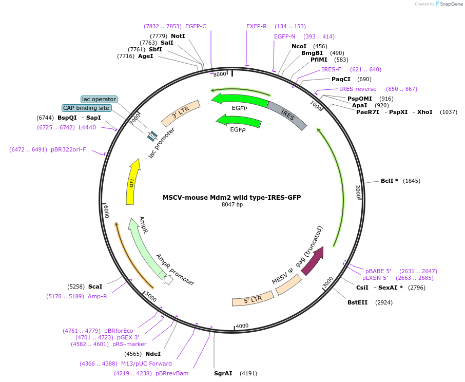 180487-plasmid-map-sequence-id-358089