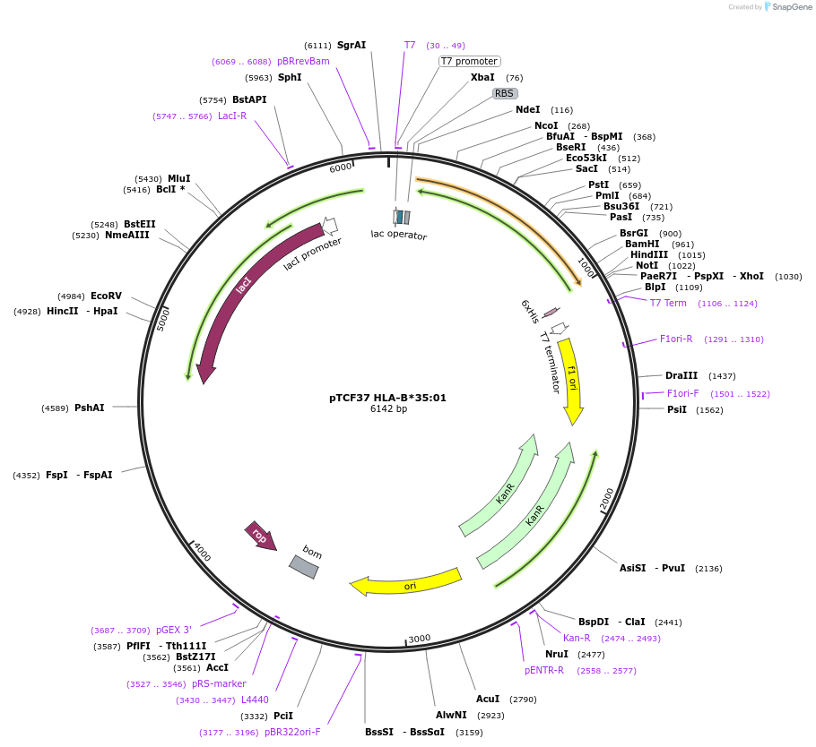 180450-plasmid-map-sequence-id-358091