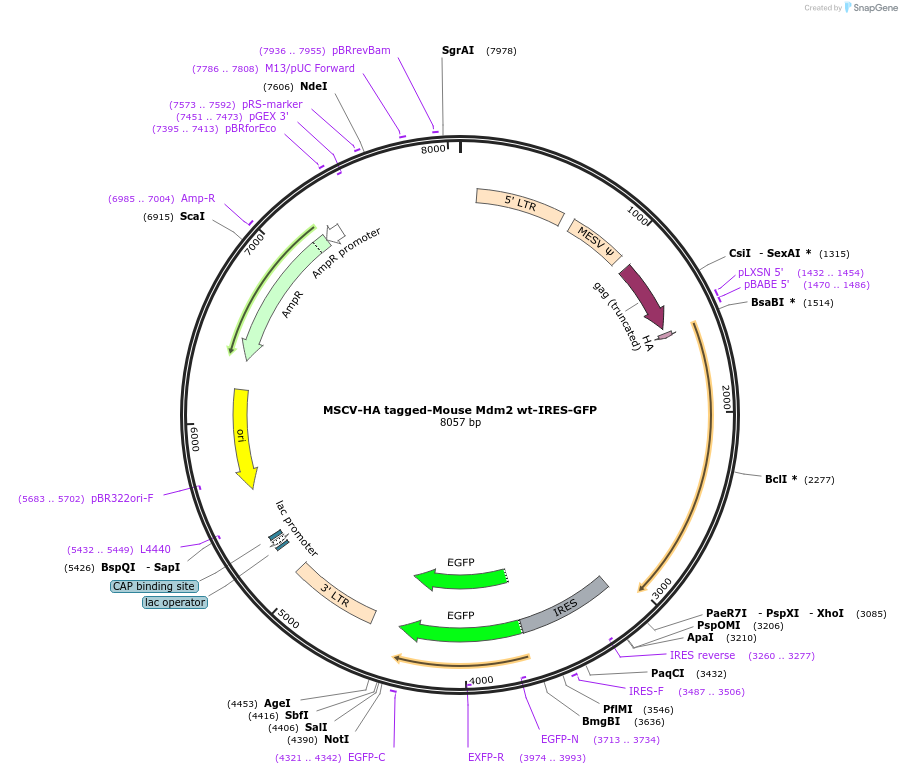 180491-plasmid-map-sequence-id-358092