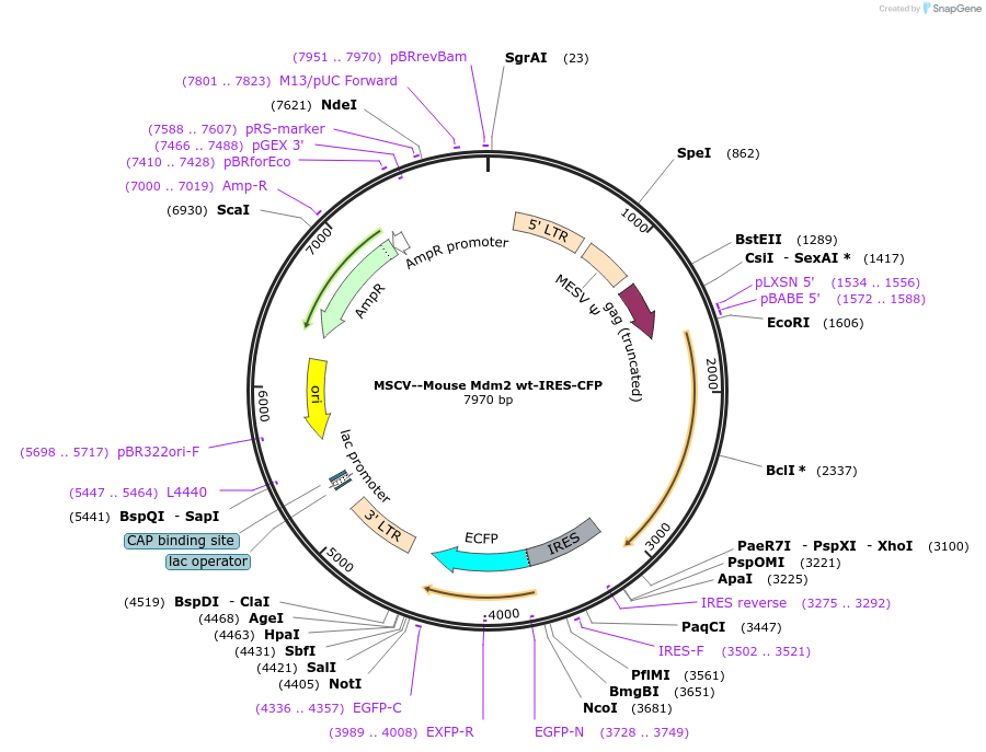 180493-plasmid-map-sequence-id-358093