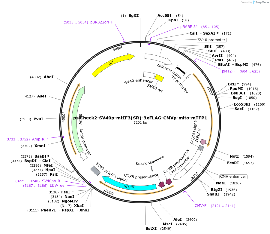 182380-plasmid-map-sequence-id-358102
