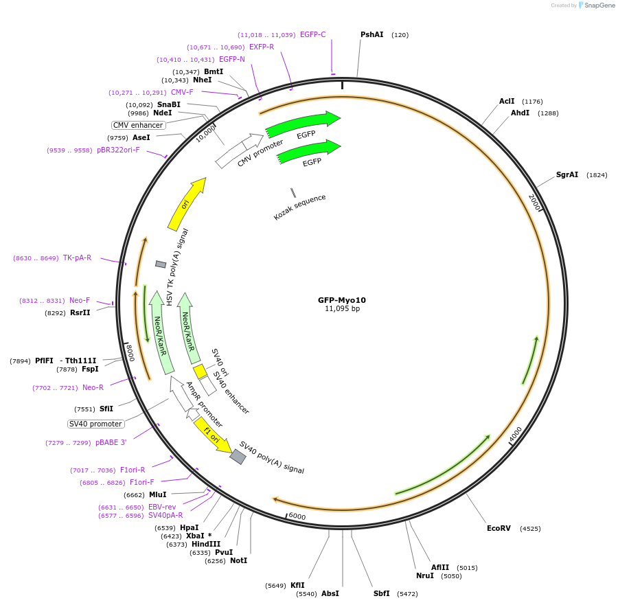 135403-plasmid-map-sequence-id-358103