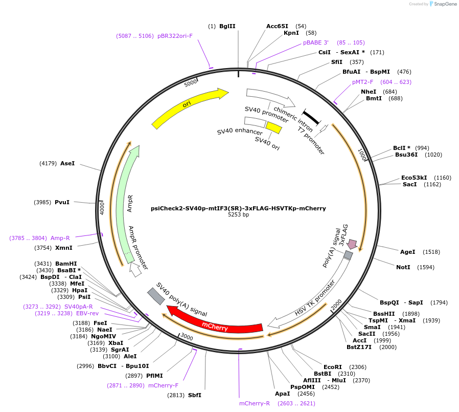 182381-plasmid-map-sequence-id-358105