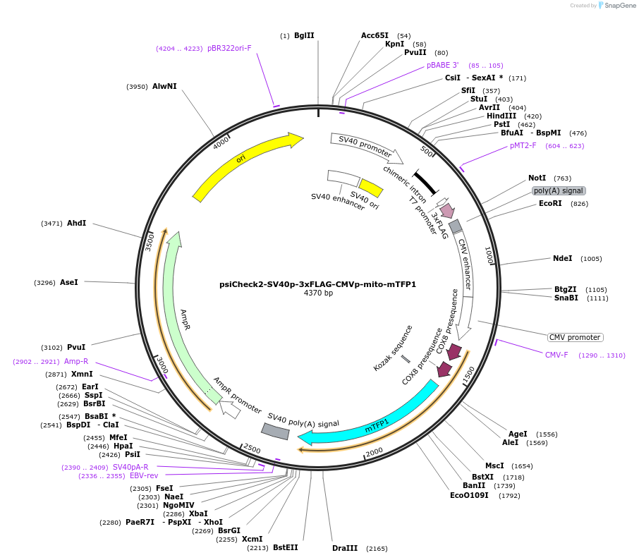 182376-plasmid-map-sequence-id-358111