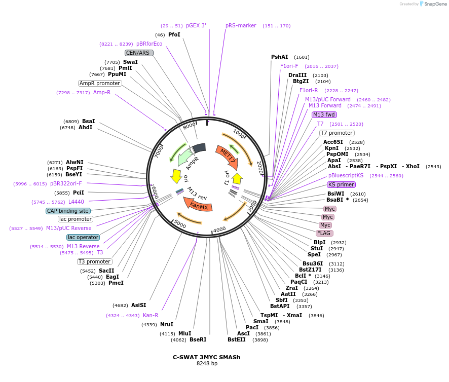 182524-plasmid-map-sequence-id-358129
