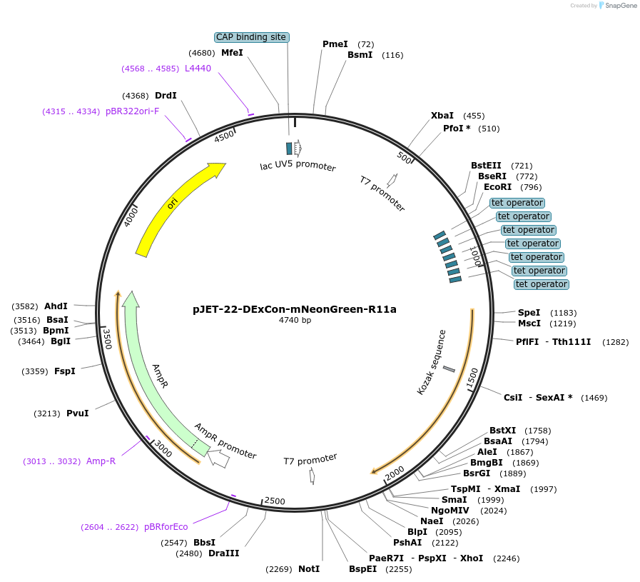 179897-plasmid-map-sequence-id-358131