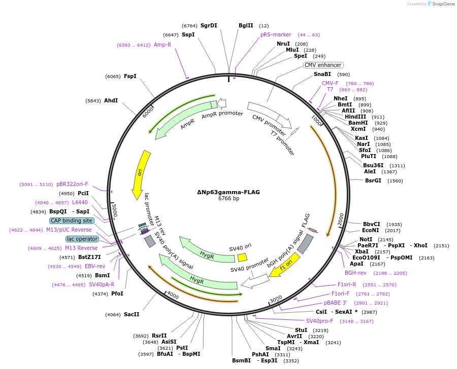 27012-plasmid-map-sequence-id-358144