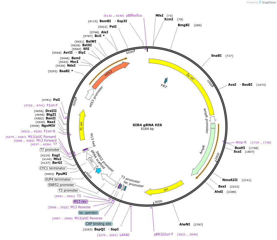 182520-plasmid-map-sequence-id-358146