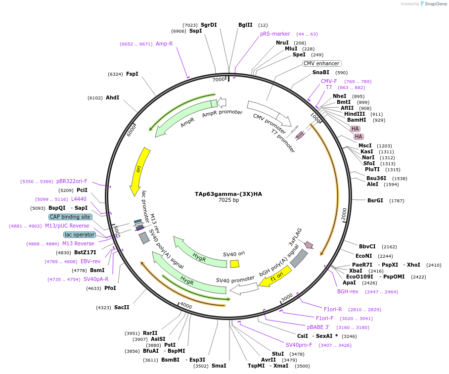 26977-plasmid-map-sequence-id-358152