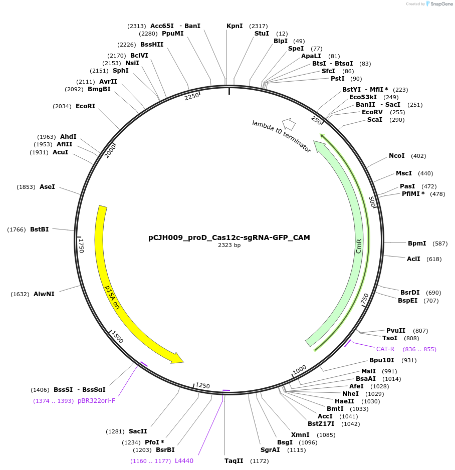 183070-plasmid-map-sequence-id-358154