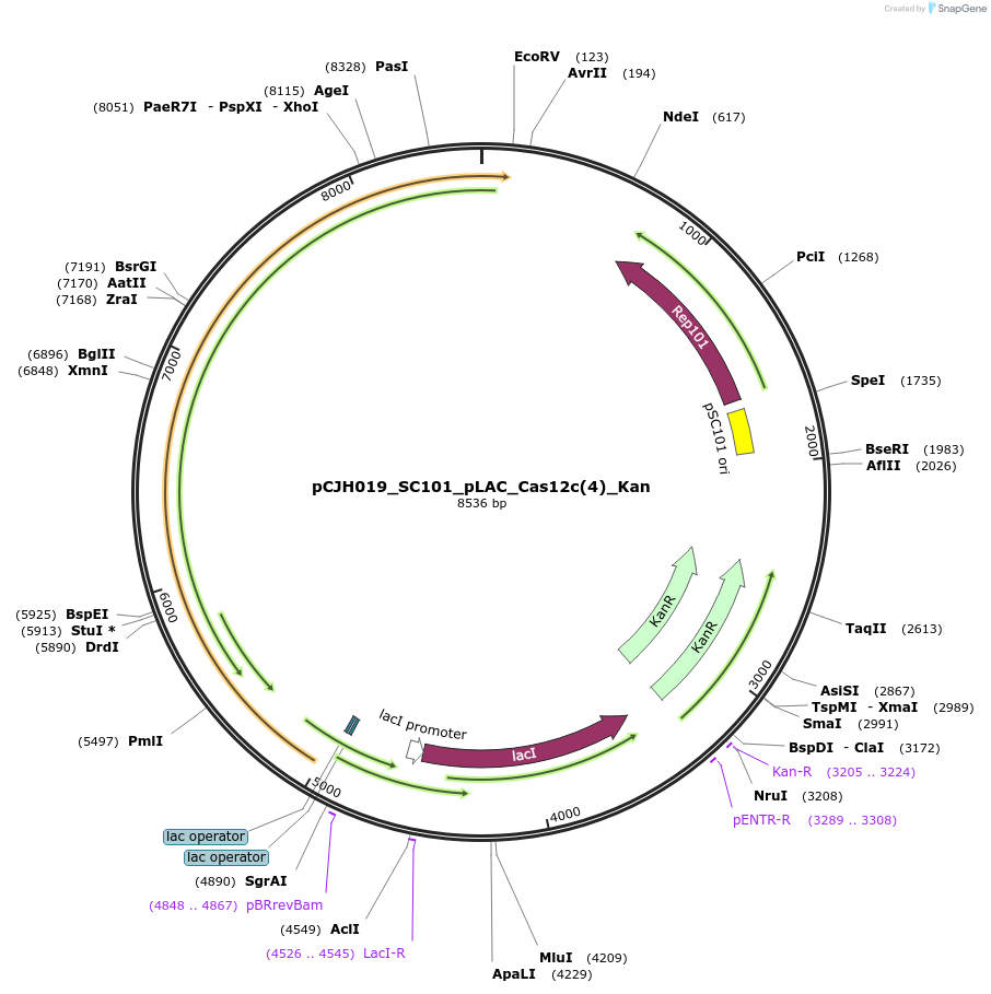 183071-plasmid-map-sequence-id-358155