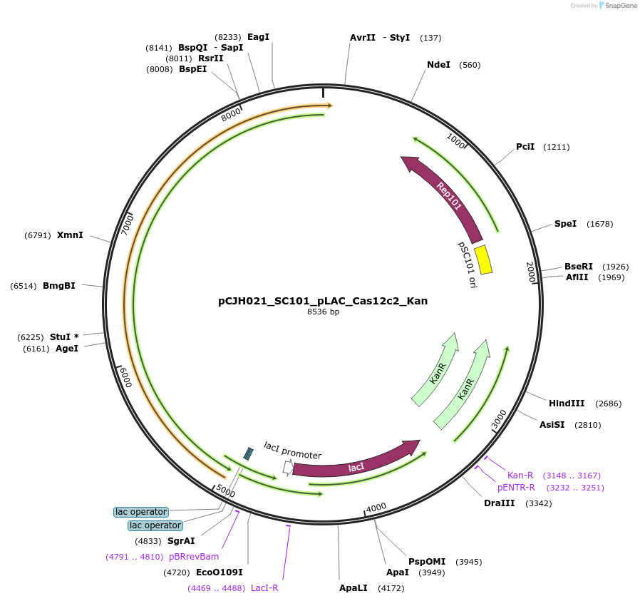 183072-plasmid-map-sequence-id-358156