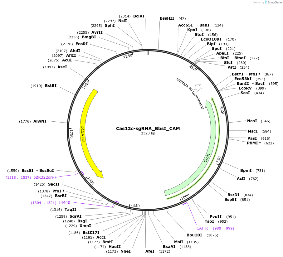 183221-plasmid-map-sequence-id-358161