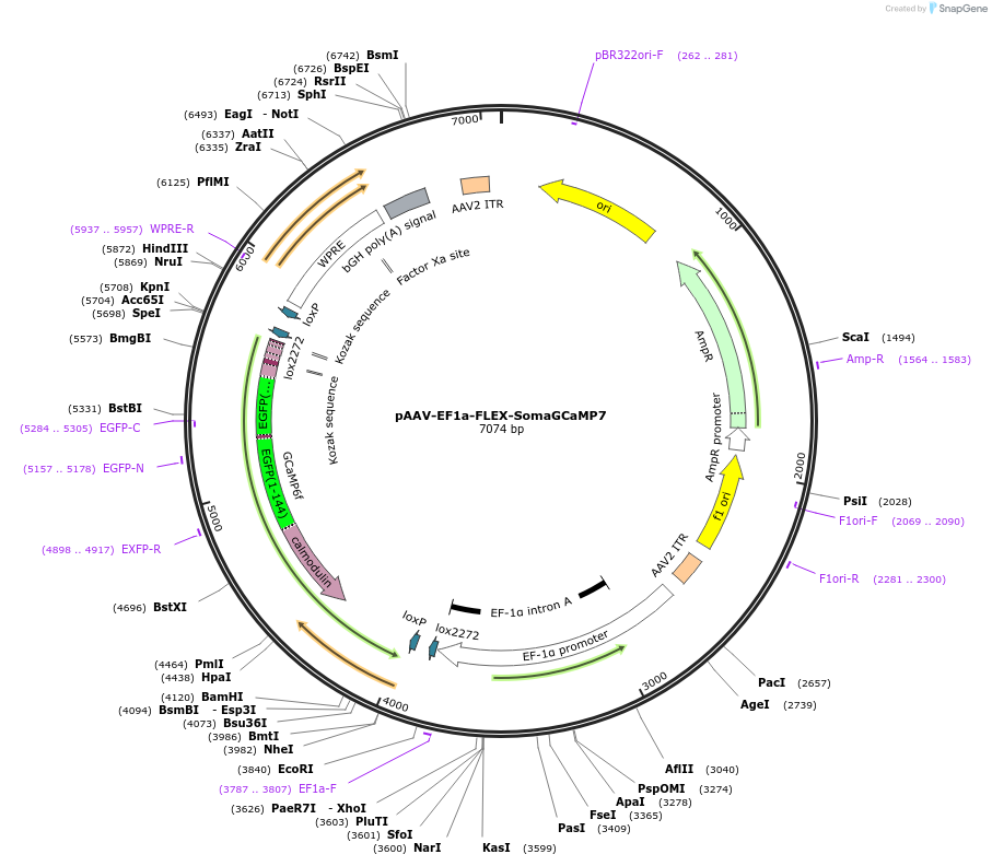 182941-plasmid-map-sequence-id-358162